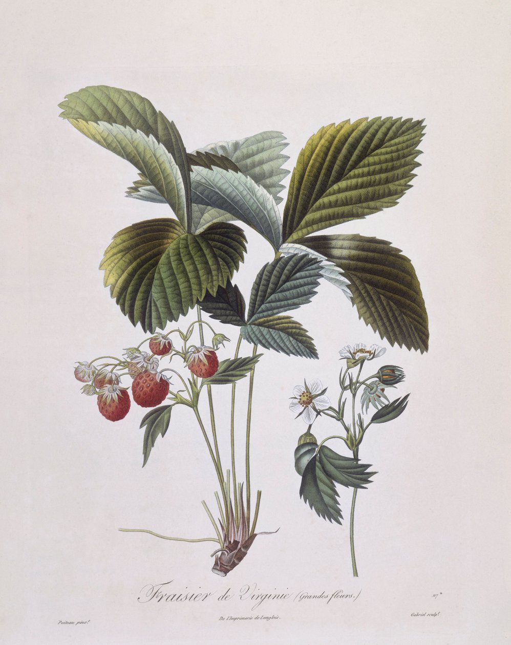 Virginia Strawberry (Fragaria virginiana) by Pierre Antoine (after) Poiteau