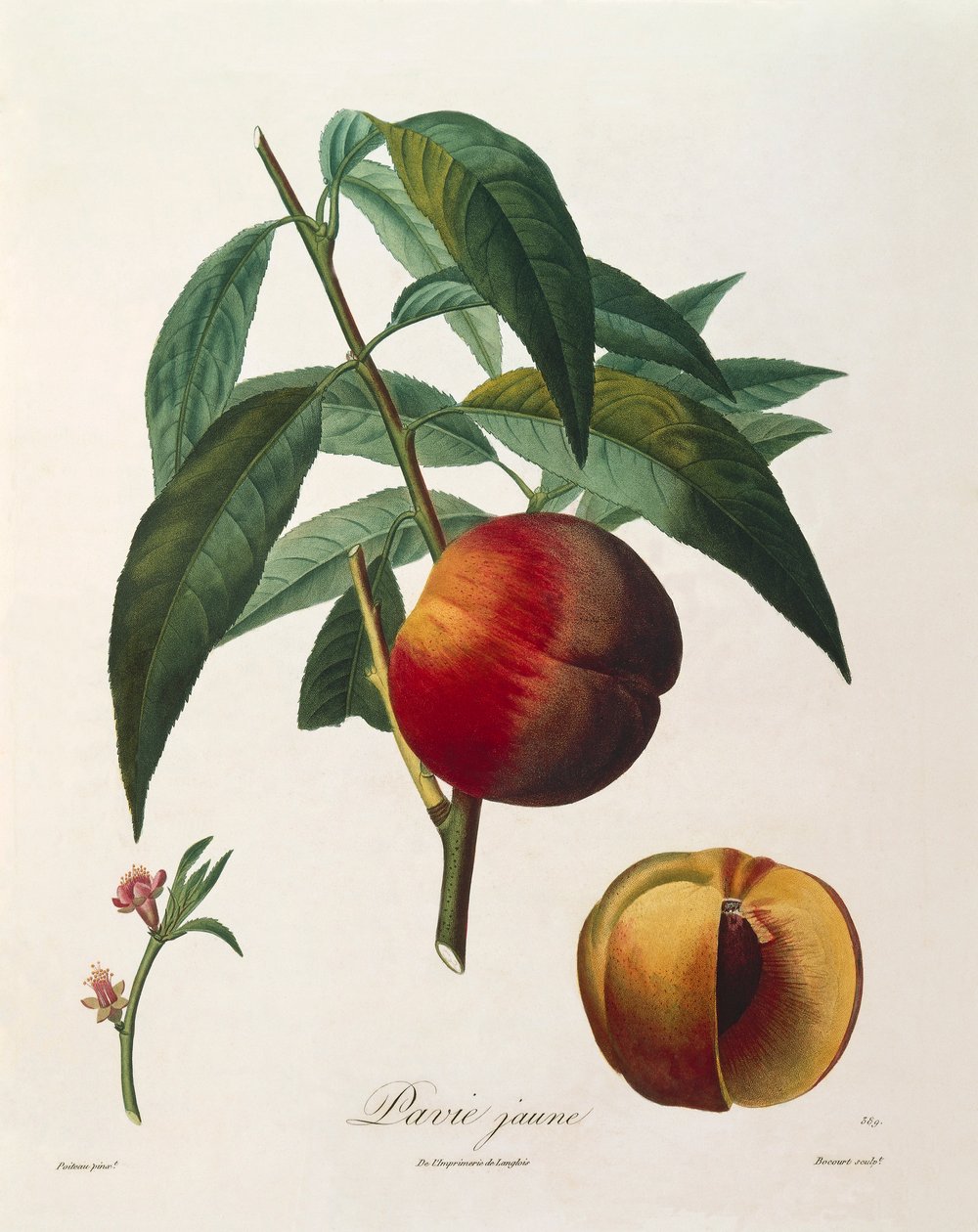 Yellow peach (Pavie Jaune) by Antoine Poiteau by Pierre Antoine (after) Poiteau