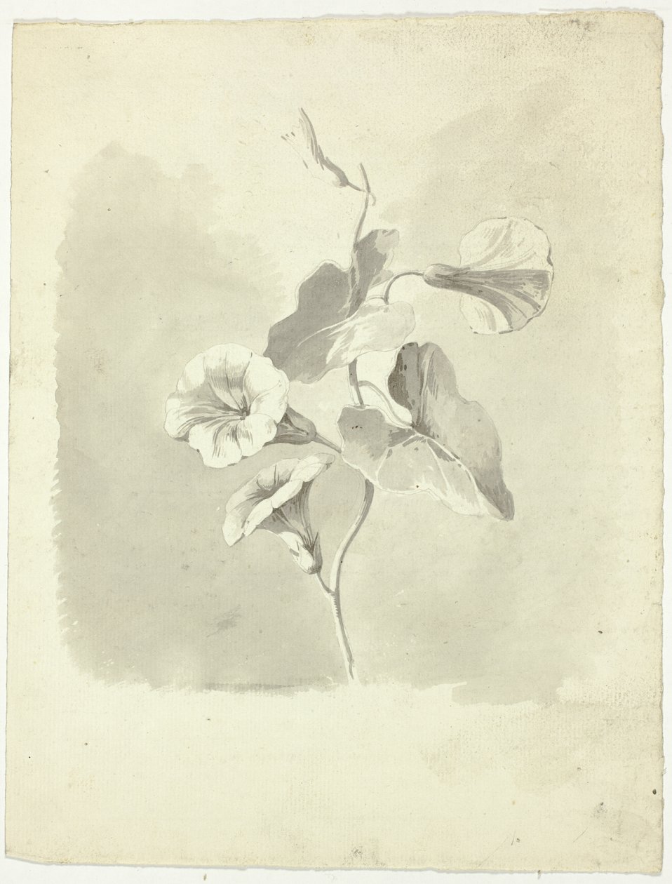 Morning Glories by Pierre Antoine Mongin