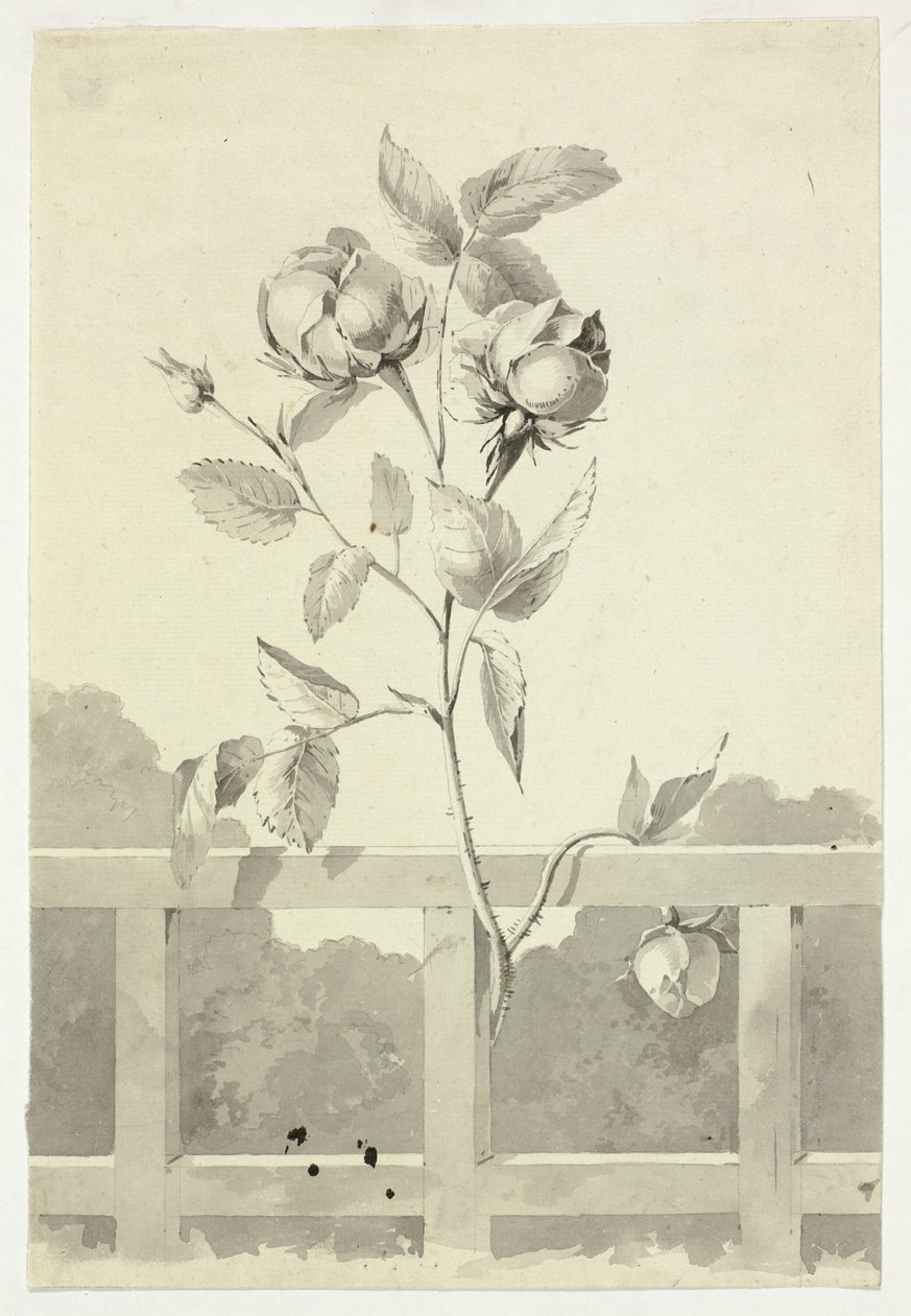Rose by Pierre Antoine Mongin