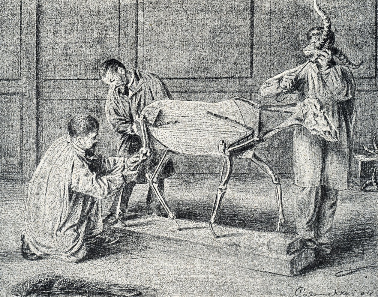 Taxidermy: taxidermists preparing the artificial skeleton in the workshop Engraving from “Excursion a travers les metiers” by Pierre Calmette Collection privee by Pierre Calmettes