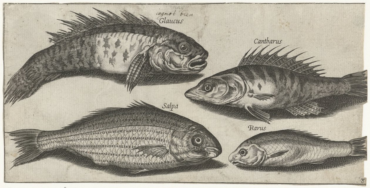 Pike, Perch, Goby, and an Unknown Fish by Pierre Firens