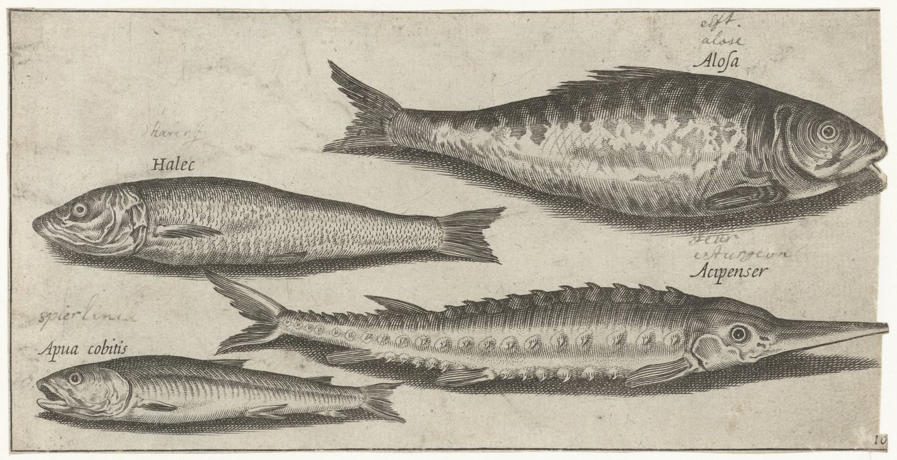 Shad, Sturgeon, Smelt, and a Herring (Fish, Piscivm vivae icones) by Pierre Firens