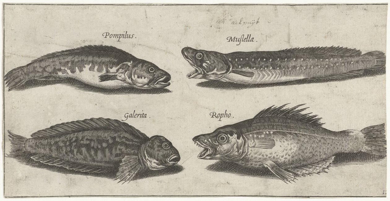 Forkbeard, Grouper, Horned Blenny, and a Black Fish by Pierre Firens