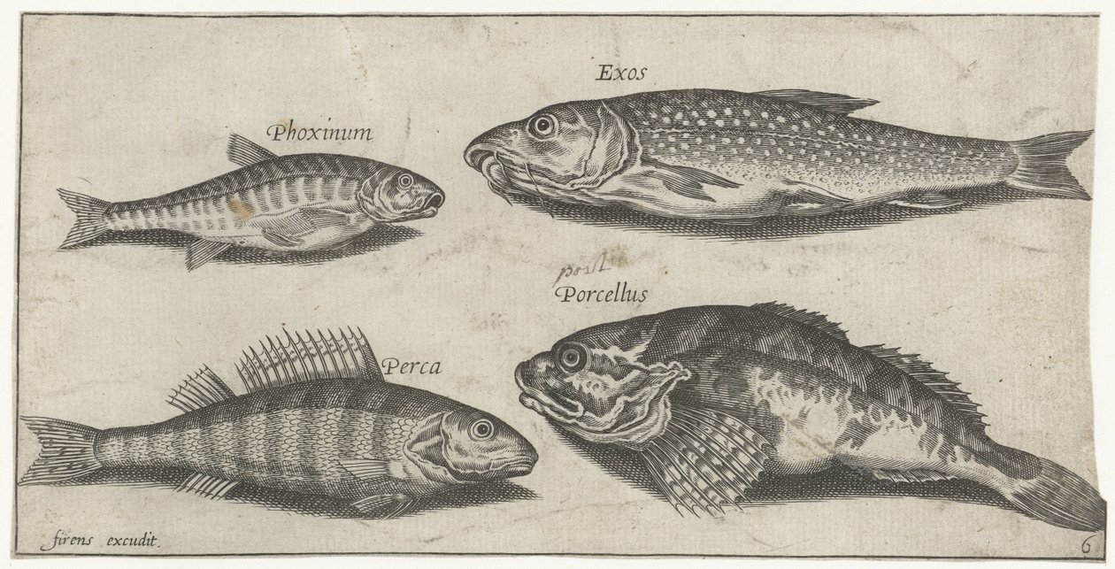 Carp, Minnow, Catfish, and Perch (Vissen) by Pierre Firens