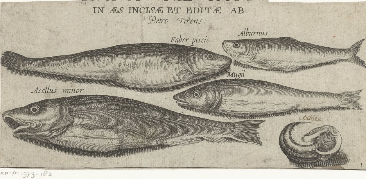 Sprat, Carp, Mullet, Small Cod, and a Shell by Pierre Firens