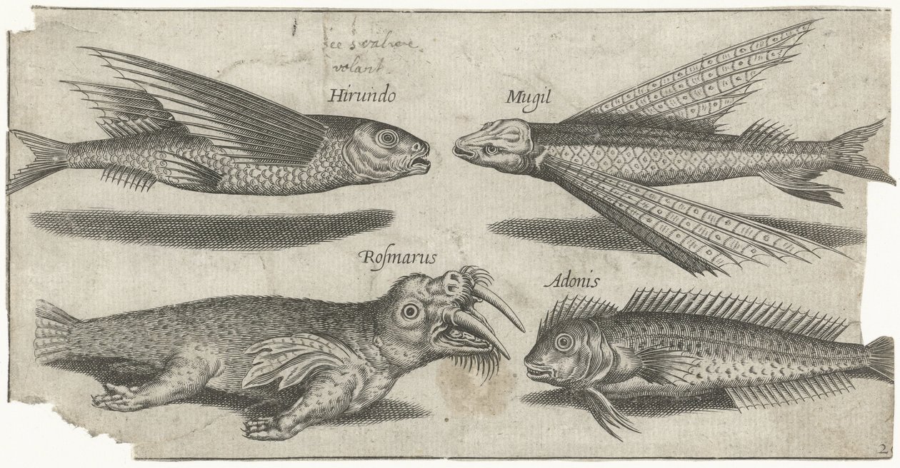 Flying Gurnard, Lumpfish, Blenny, and a Walrus (Fish, Piscivm vivae icones) by Pierre Firens