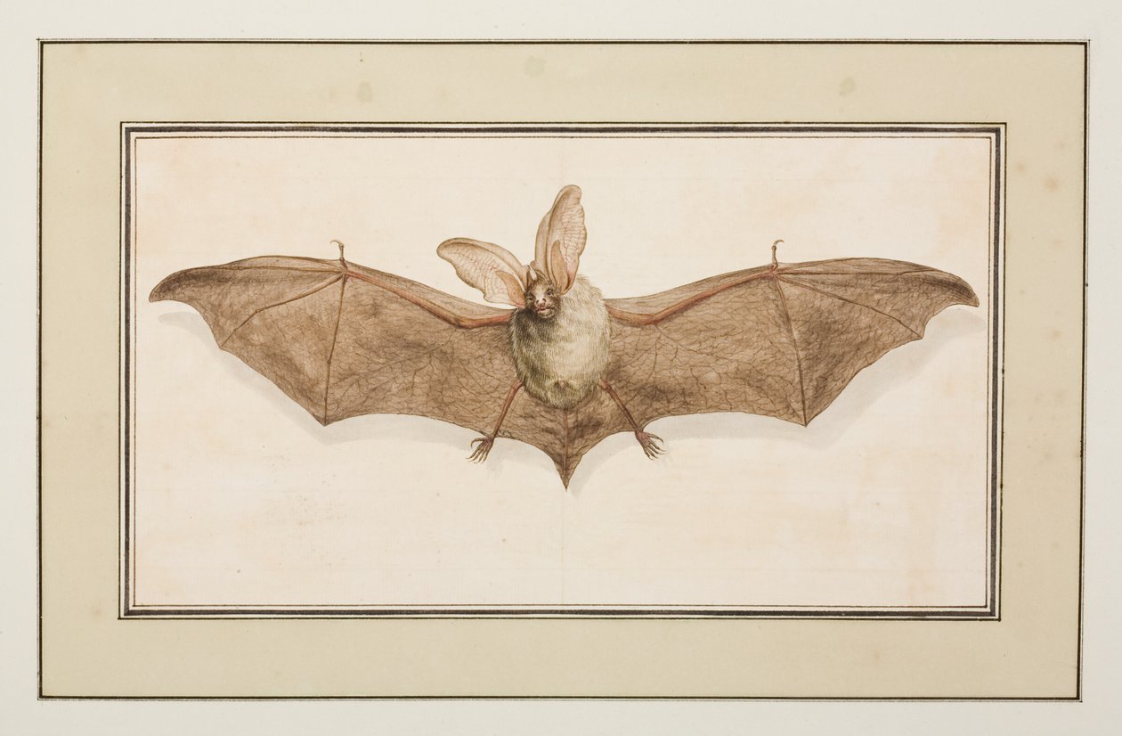 Brown Long-eared Bat, c.1755-65 by Pierre Francois Ledoulx
