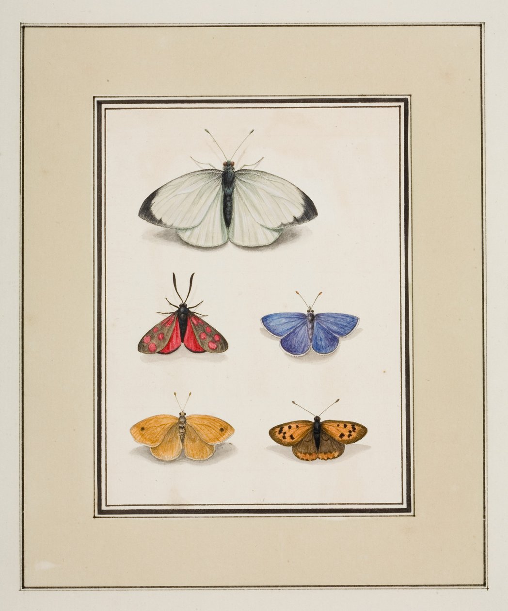 Butterflies, c.1755-65 by Pierre Francois Ledoulx