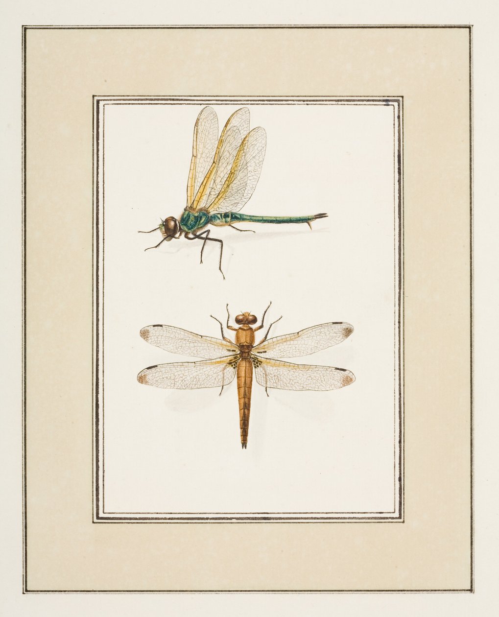 Dragonflies, c.1755-65 by Pierre Francois Ledoulx
