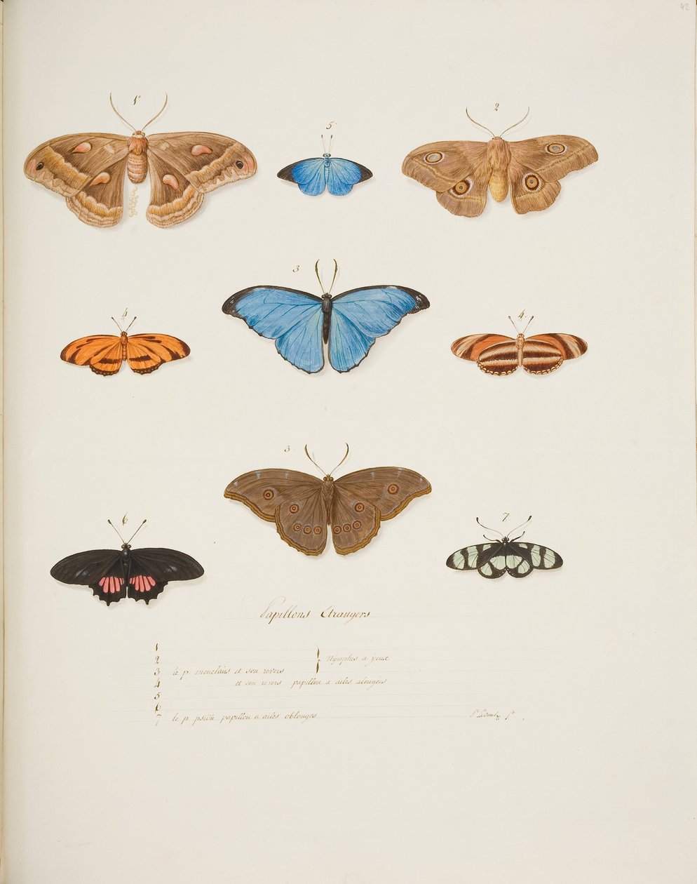 Foreign Butterflies, c.1755-65 by Pierre Francois Ledoulx