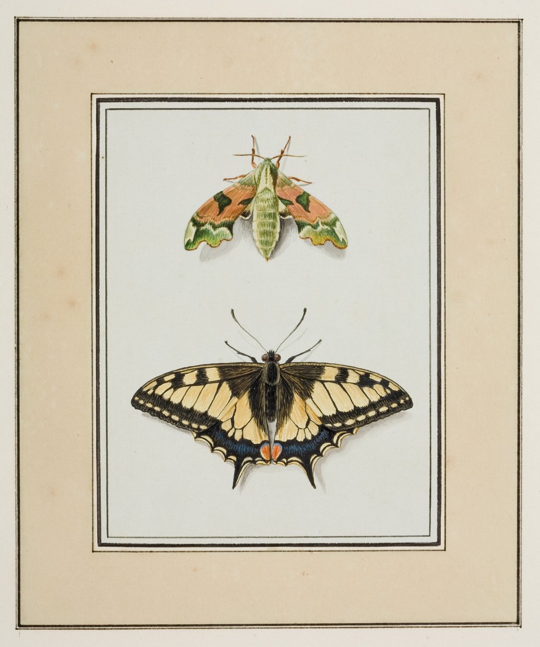 Hawk Moth and Old World Swallowtail Butterfly, c.1755-65 by Pierre Francois Ledoulx