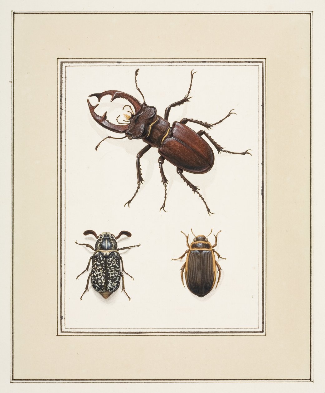 Stag, Chafer and Geelgerande Beetles, c.1755-65 by Pierre Francois Ledoulx