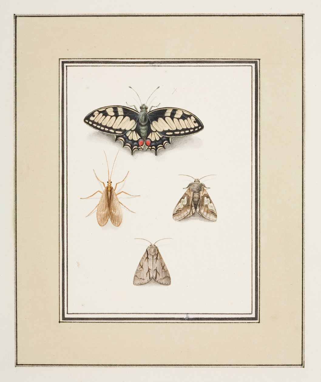 Swallowtail Butterfly, Mayfly and Two Moths by Pierre Francois Ledoulx