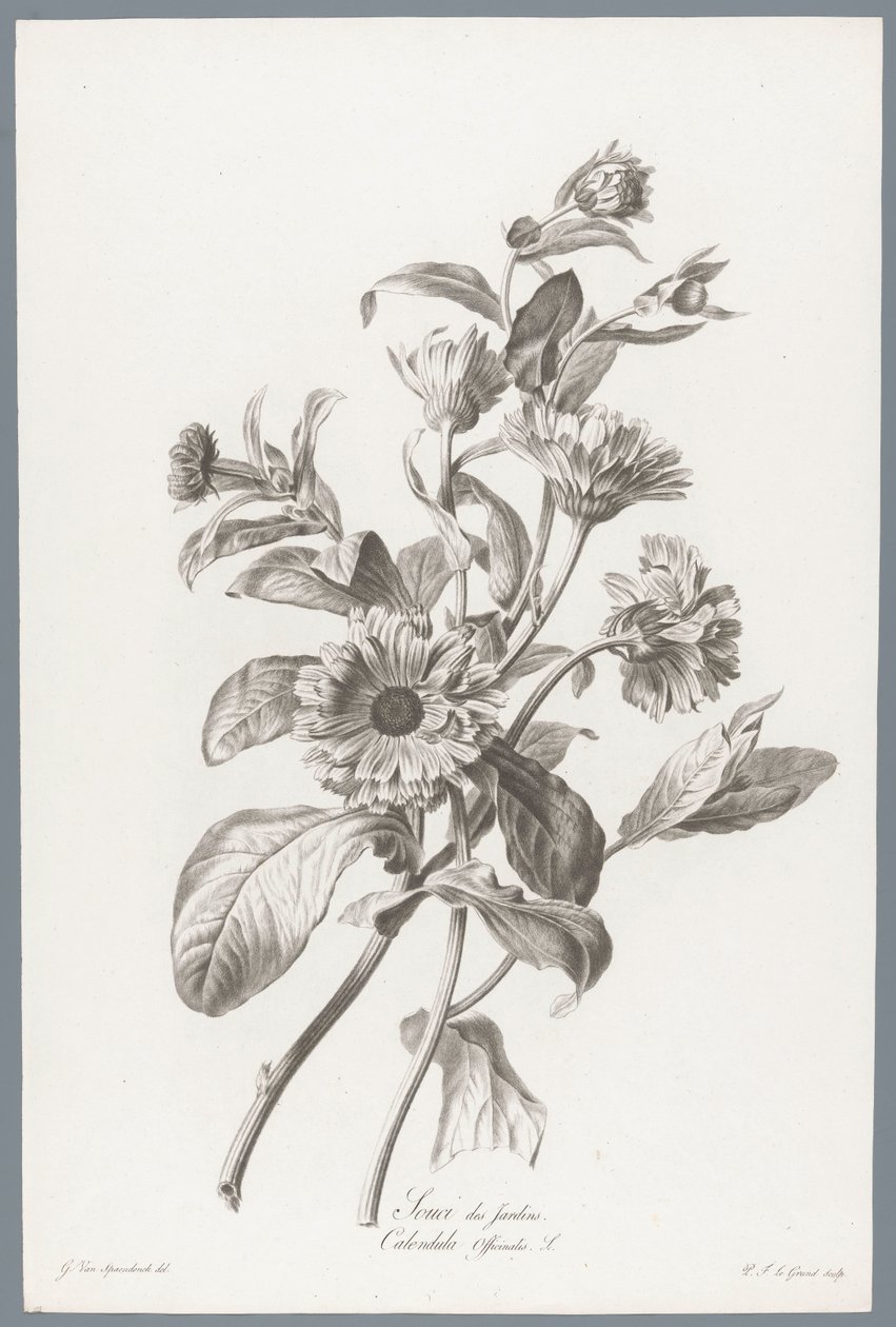 Marigold (series title: Flowers Drawn from Nature) by Pierre François Legrand