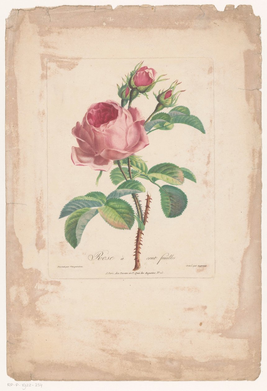 Hundred-Petaled Rose by Pierre François Legrand