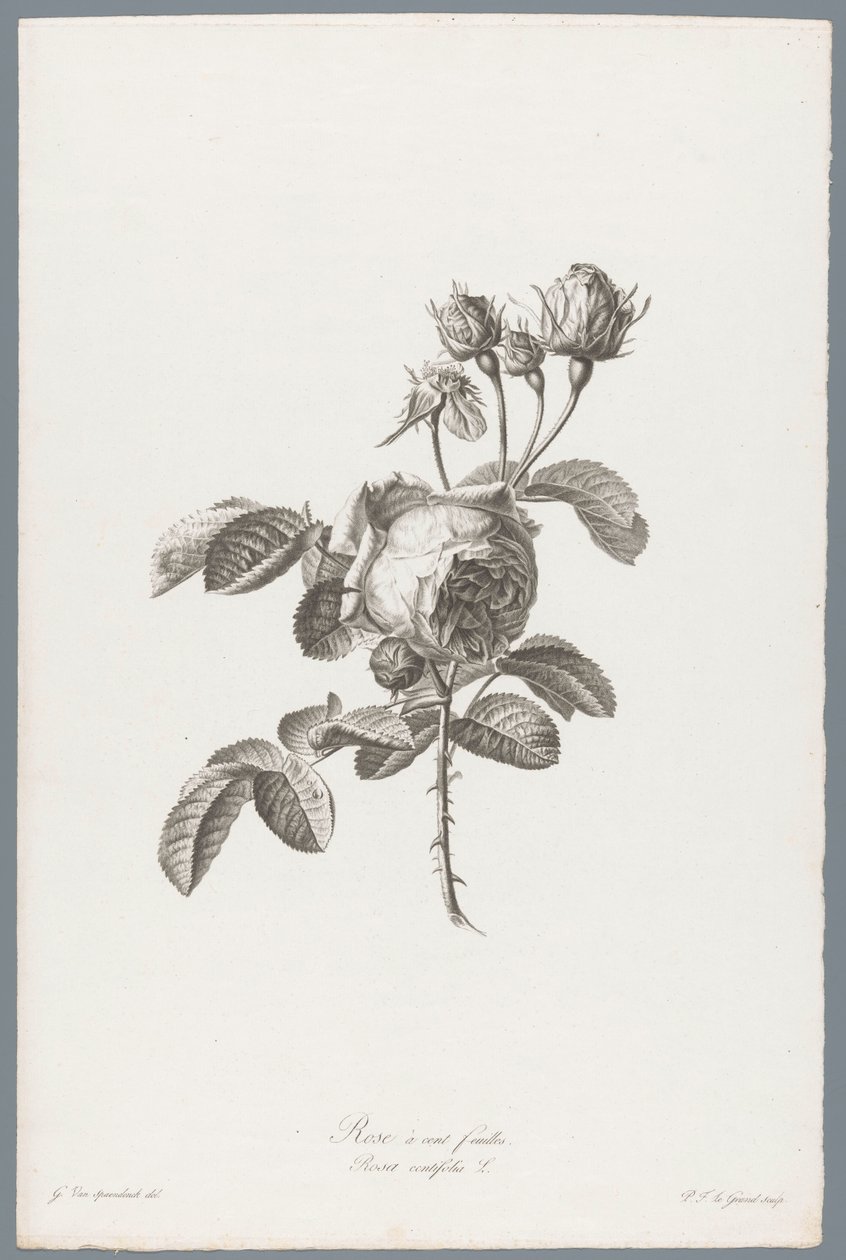 Hundred-petaled Rose (Flowers Drawn from Nature) by Pierre François Legrand