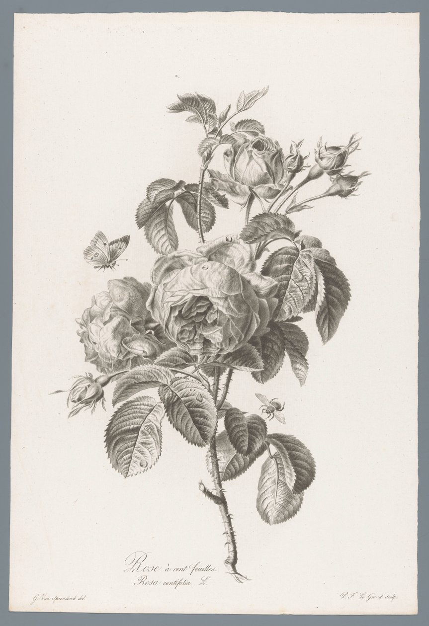 Hundred-Petaled Rose from Fleurs dessinées d