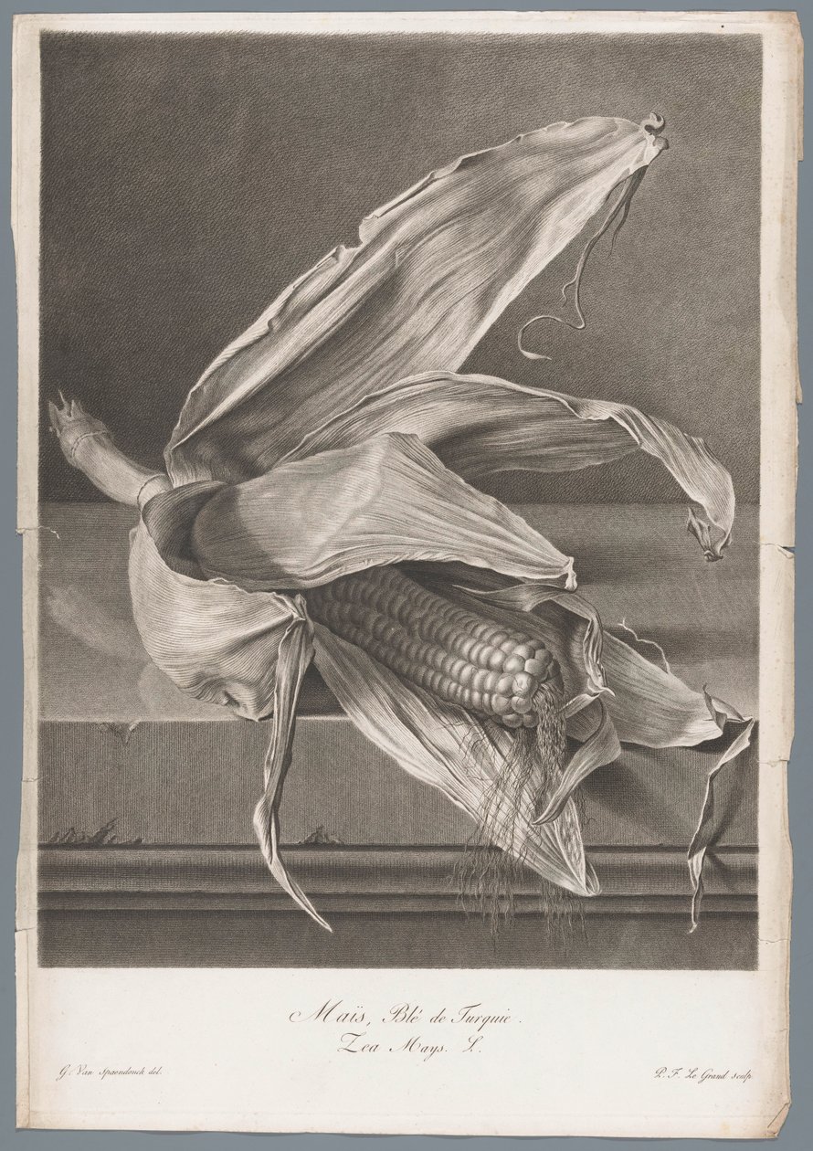 Maize from Fleurs dessinées d