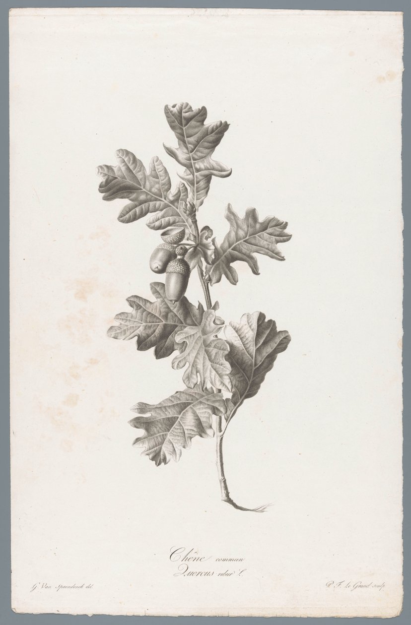 Common Oak from Fleurs dessinées d