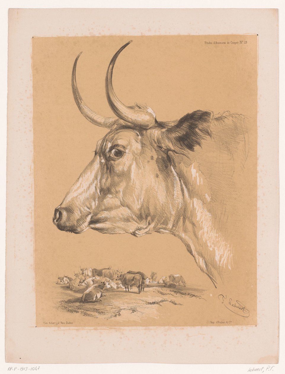 Study of a Cow from Animal Studies by Cooper (series) by Pierre Frédéric Lehnert