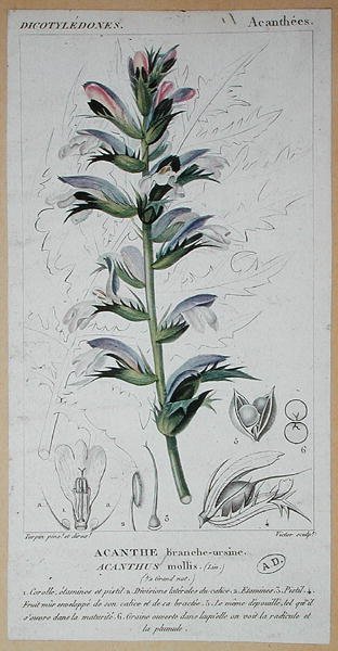 Acanthus Mollis, c.1820 by Pierre Jean Francois (after) Turpin