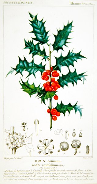 Holly (Ilex aquifolium) Botanical Plate, c.1820 by Pierre Jean Francois (after) Turpin