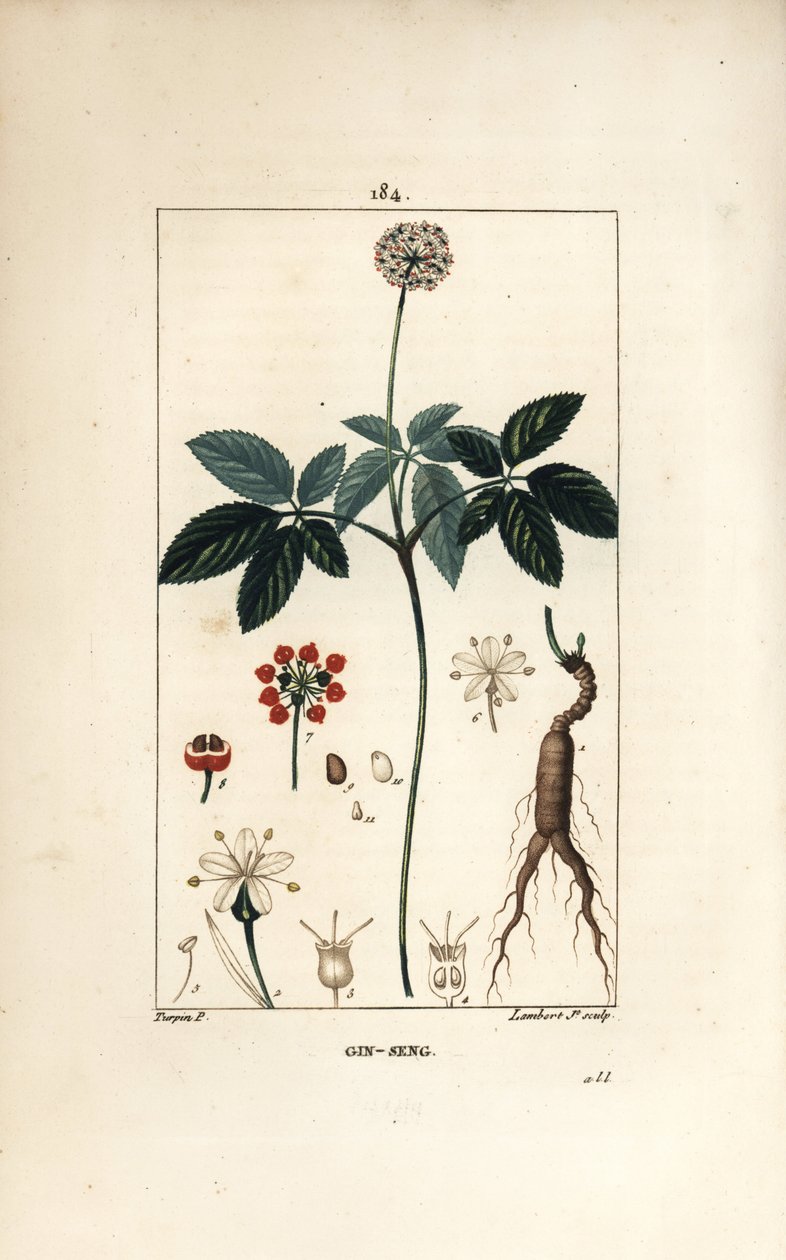American Ginseng by Pierre Jean Francois Turpin