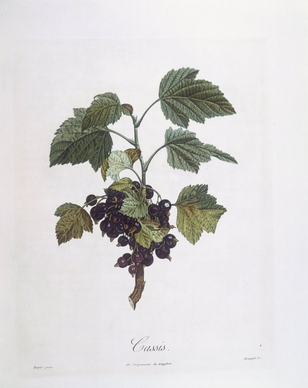 Blackcurrant (Ribes nigrum) or Cassis Noir de Bourgogne, botanical plate by Pierre Jean Francois Turpin by Pierre Jean Francois Turpin