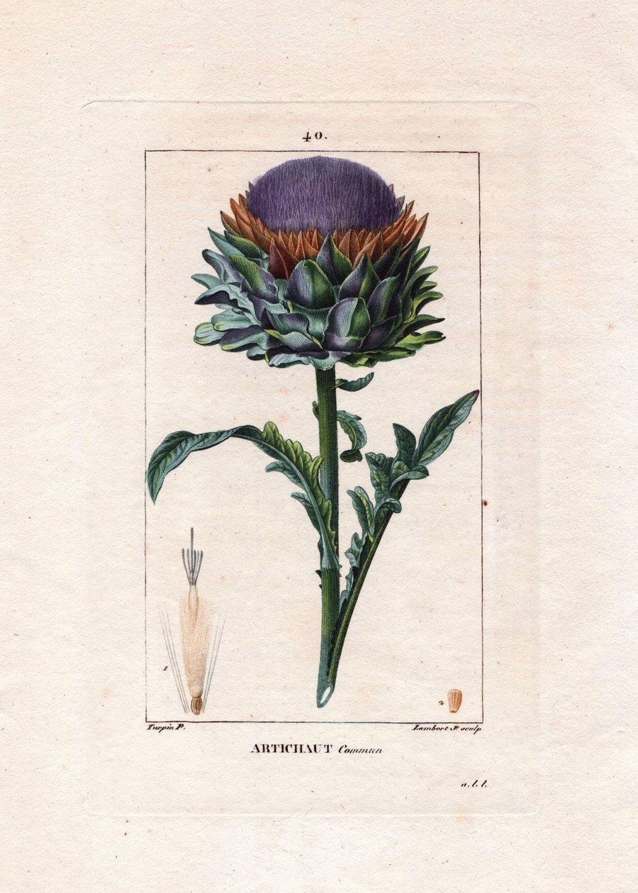 Artichoke Plant, Leaves and Flower (Handcoloured Stipple Copperplate Engraving by Lambert) by Pierre Jean Francois Turpin