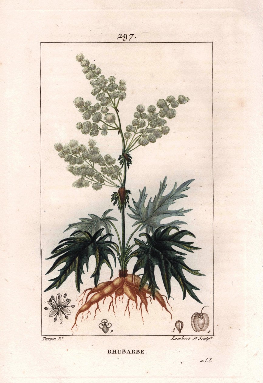 Botany: rhubarb - Rhubarb plant, leaves and roots, Rheum rhabarbarum by Pierre Jean Francois Turpin