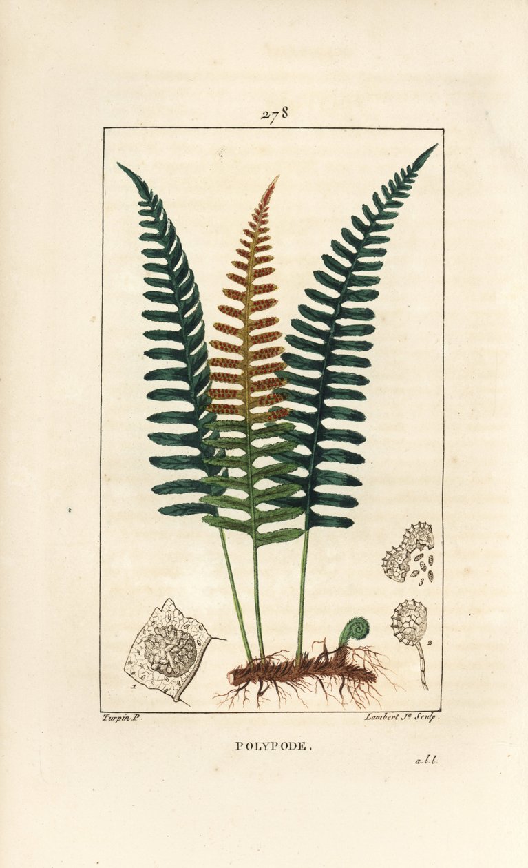 Common Polypod - Polypody fern, Polypodium vulgare, with leaf, seed and root. Handcoloured stipple copperplate engraving from Chaumeton, Poiret and Chamberet