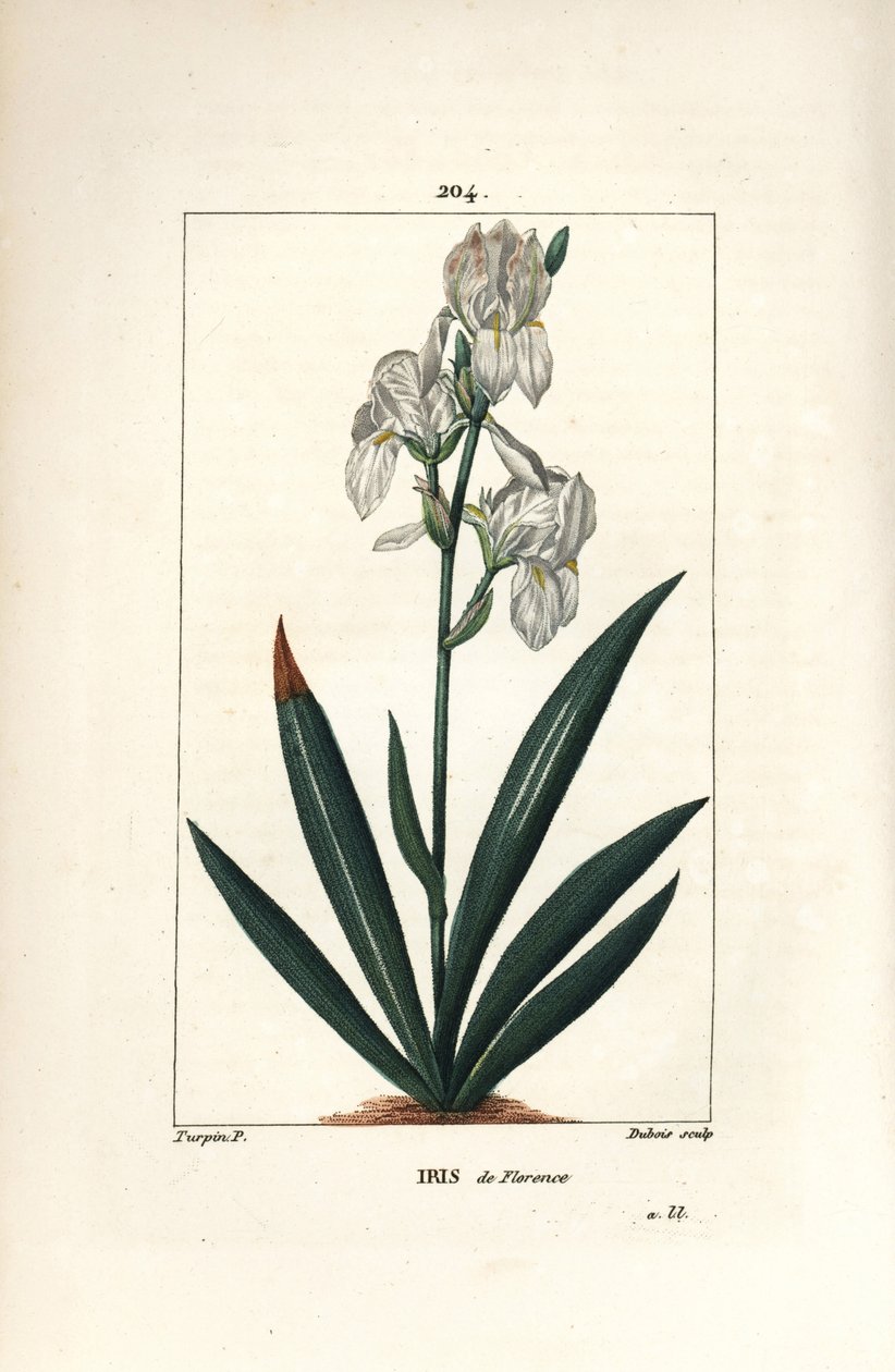 Florentine Iris, Iris florentina, Flower and Leaf by Pierre Jean Francois Turpin