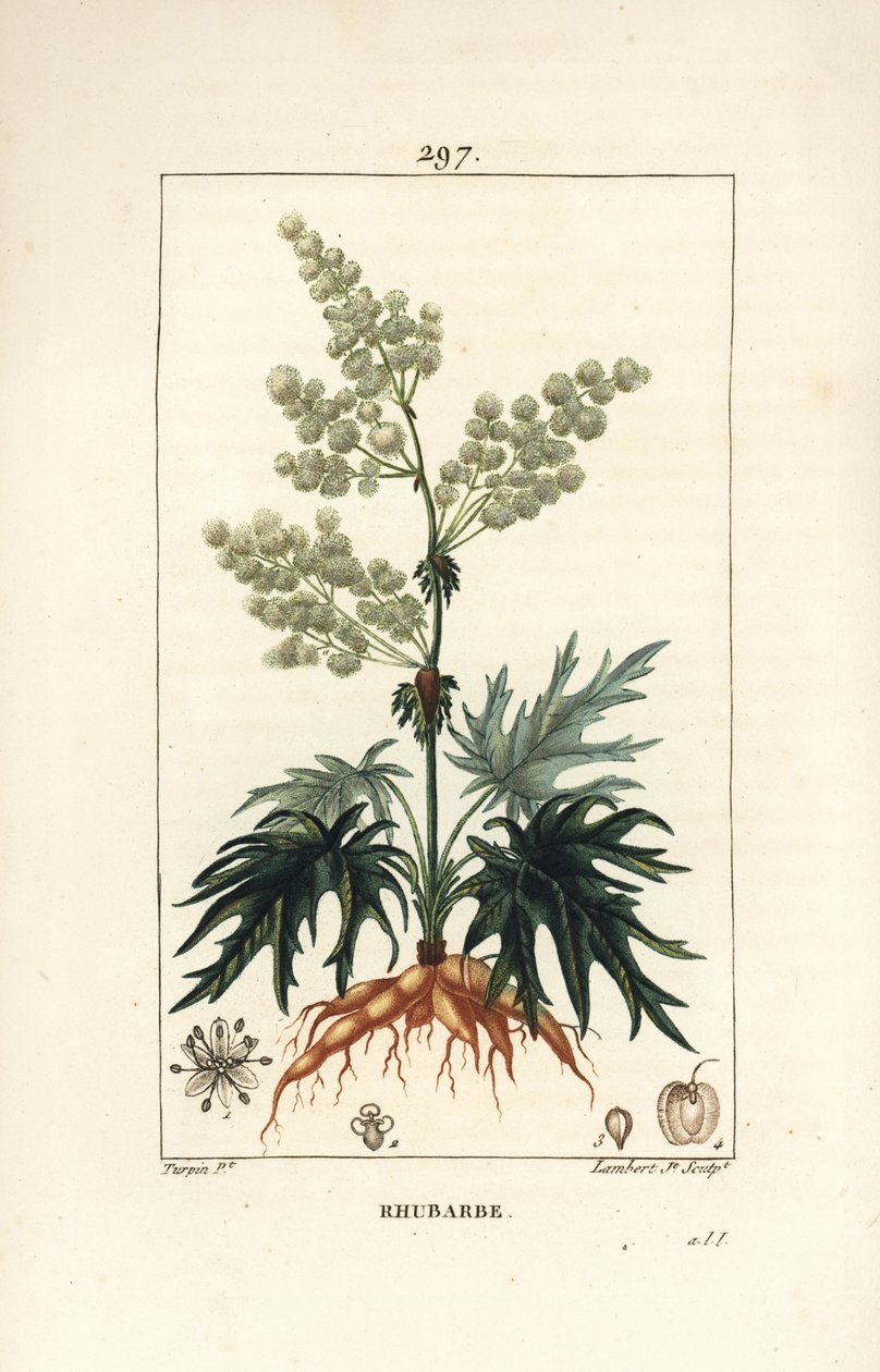Garden Rhubarb - Rhubarb, Rheum rhabarbarum (Rheum palmatum), with Flower, Stalk, Leaf, Seed and Root. Handcoloured Stipple Copperplate Engraving by Lambert Junior from a Drawing by Pierre Jean-Francois Turpin from Chaumeton, Poiret and Chamberet