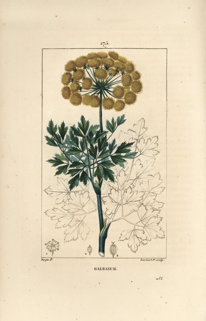 Gummy ferule or galbanum - Galbanum, Ferula gummosa, showing flowers, leaves and seeds by Pierre Jean Francois Turpin