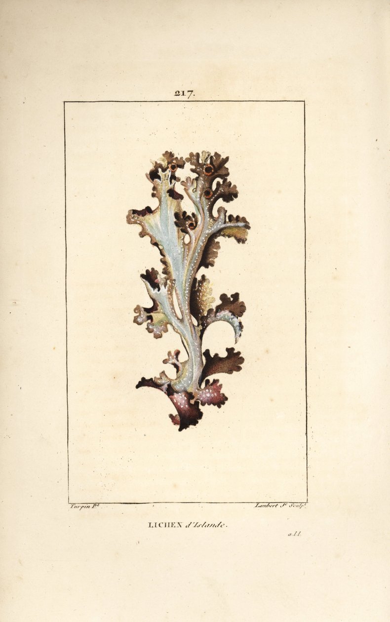 Iceland Lichen or Iceland Moss by Pierre Jean Francois Turpin