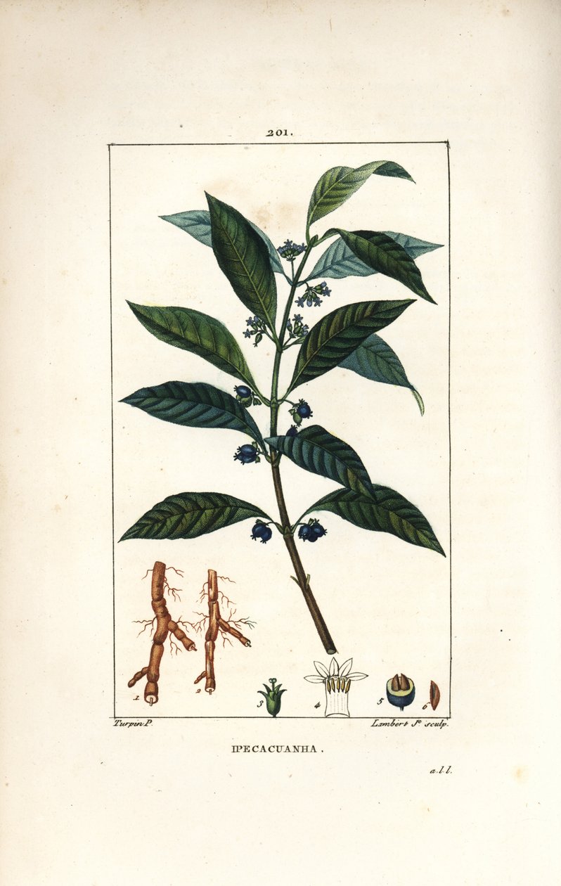 Ipecacuanha, Psychotria Emetica by Pierre Jean Francois Turpin