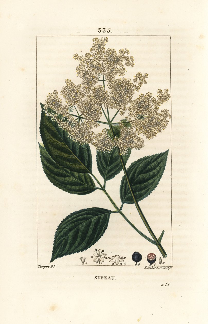Large elderberry or black elderberry - Common elder tree, Sambucus nigra by Pierre Jean Francois Turpin
