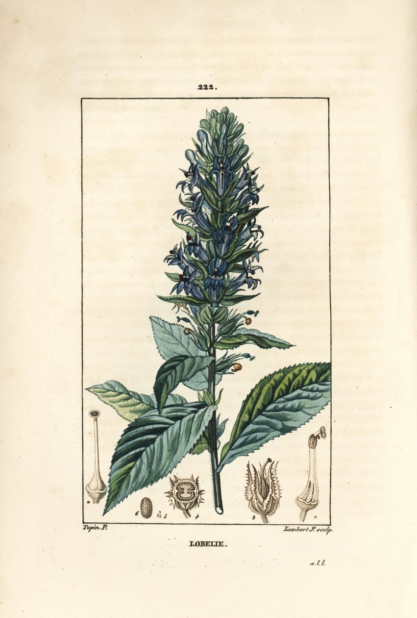 Large Lobelia or Syphilitic Lobelia by Pierre Jean Francois Turpin