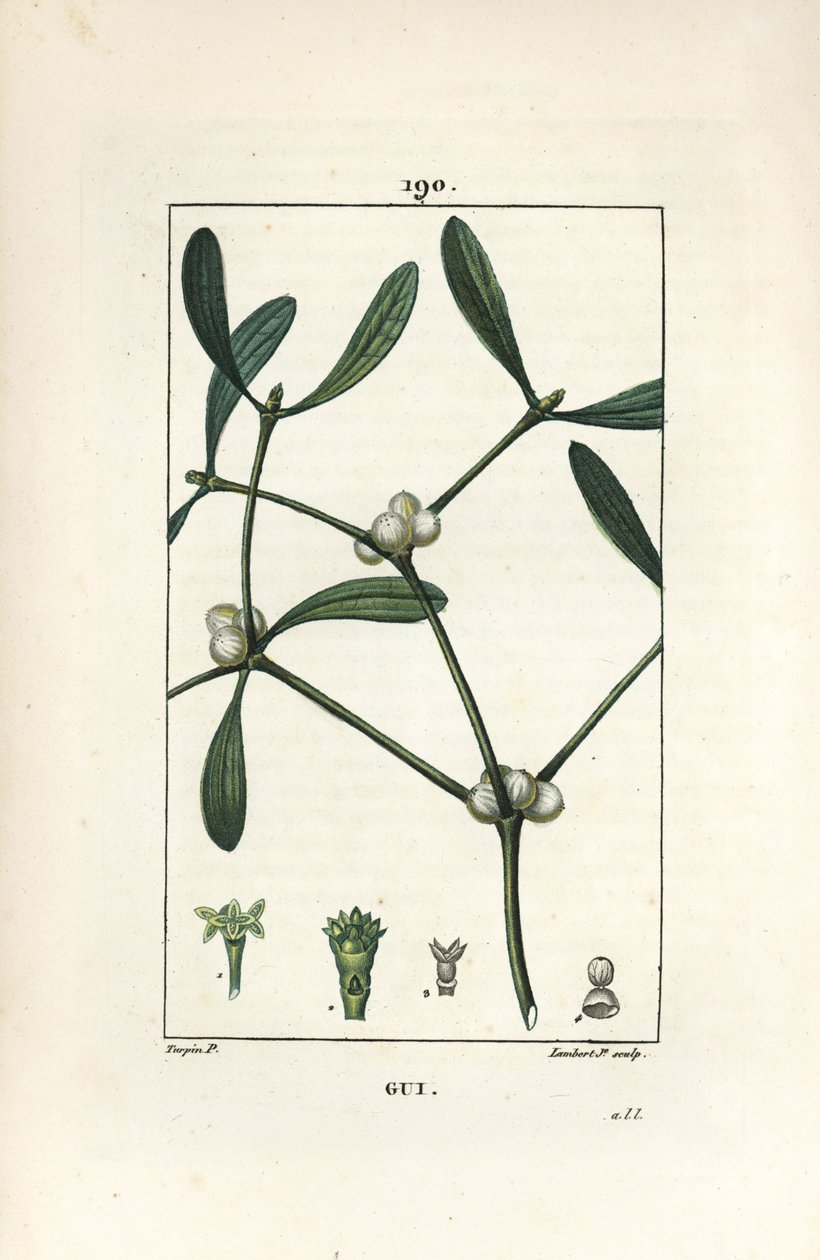 Leafy Mistletoe by Pierre Jean Francois Turpin