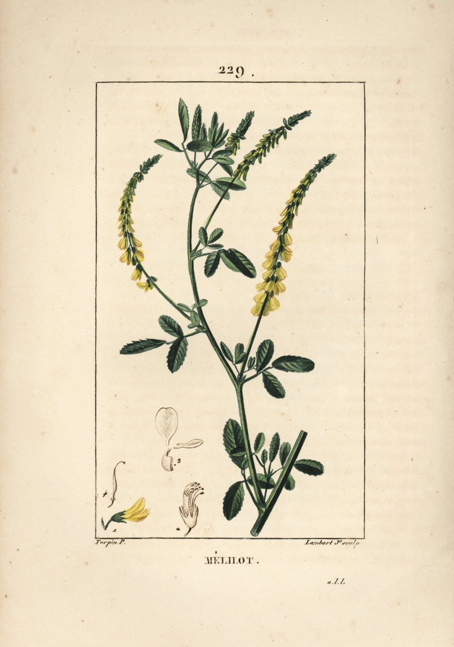 Melilot - Melilot trefoil, Melitotus officinarum (from La Flore Medicale) by Pierre Jean Francois Turpin