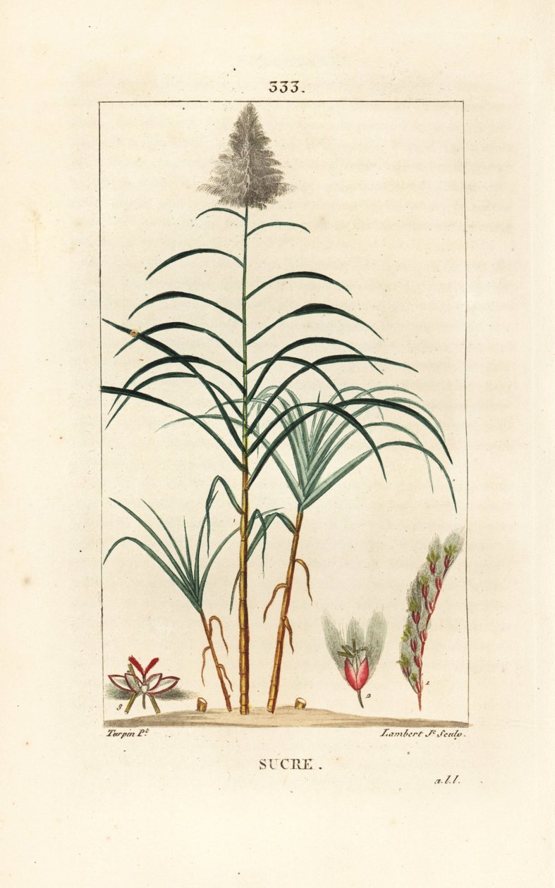 Noble Cane - Sugar Cane by Pierre Jean Francois Turpin