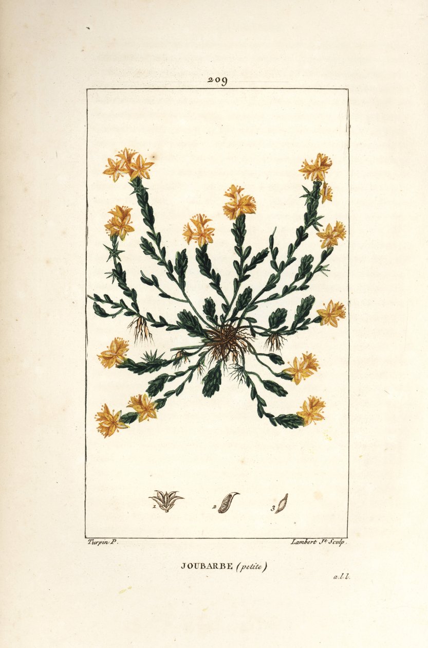 Orpin acre - Golden stonecrop, Sedum acre by Pierre Jean Francois Turpin