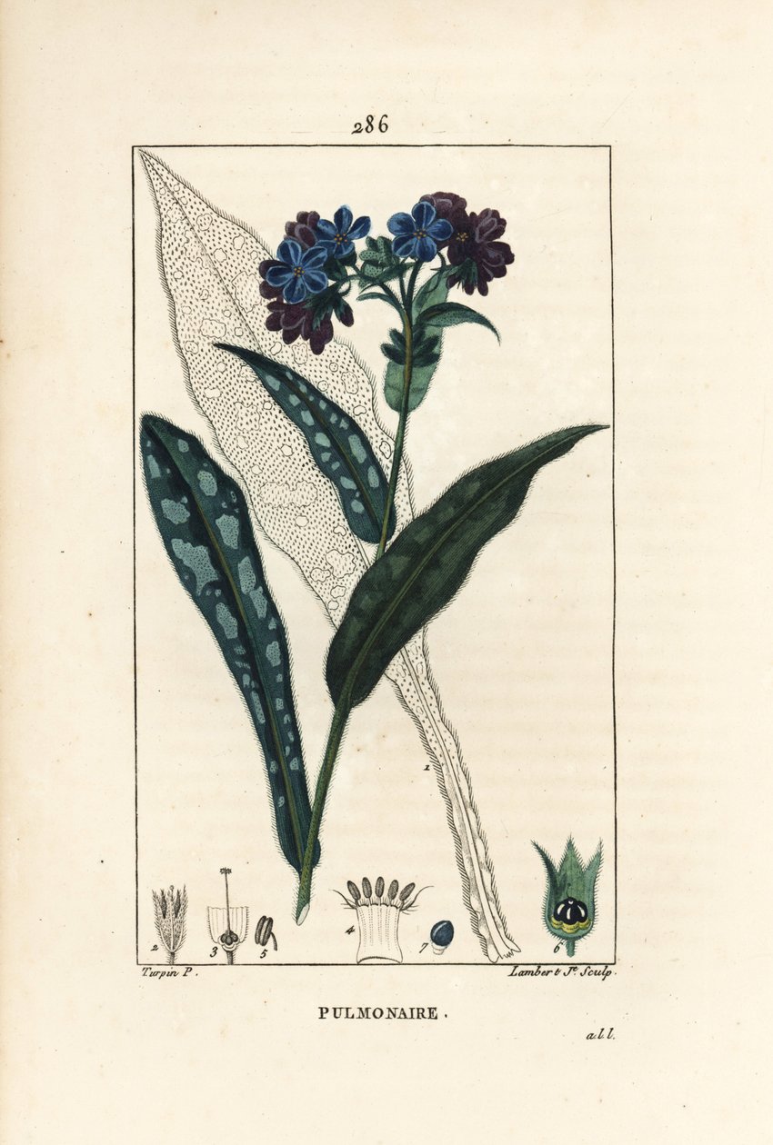 Pulmonary officinale - Lungwort, Pulmonaria officinalis, with flower, leaf, stalk, and leaf in outline. Handcoloured stipple copperplate engraving from Chaumeton, Poiret and Chamberet