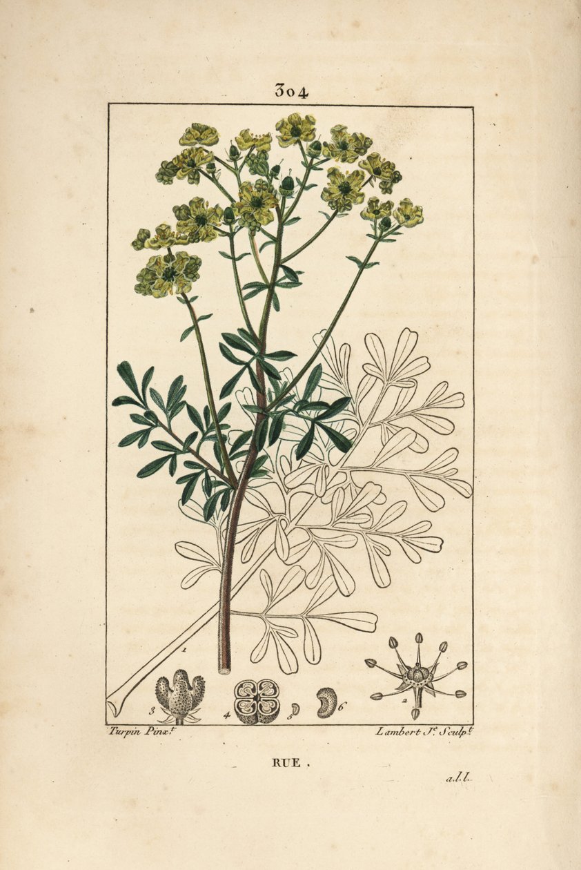 Rue des jardins or Rue fetide - Rue or herb of grace, Ruta graveolens, showing flower, leaf, stalk, seed and outline by Pierre Jean Francois Turpin
