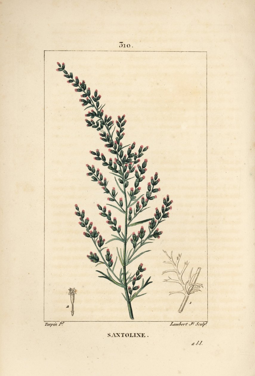 Sagebrush Variete - Wormseed or Tatarian Southernwood by Pierre Jean Francois Turpin