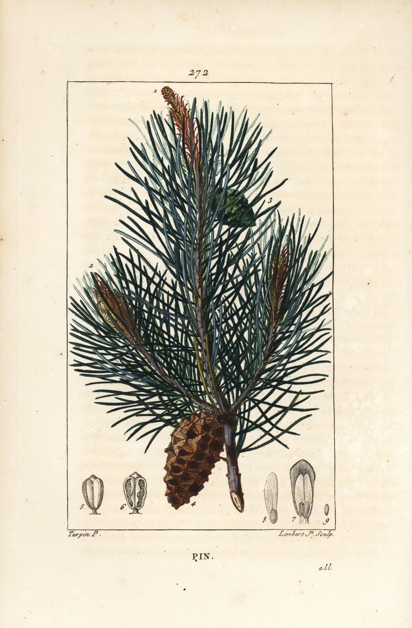 Scots pine - Wild pine tree or Scots pine, Pinus sylvestris, with branch, needle, and pine cone. Handcoloured stipple copperplate engraving by Lambert Junior from a drawing by Pierre Jean-Francois Turpin from Chaumeton, Poiret and Chamberet