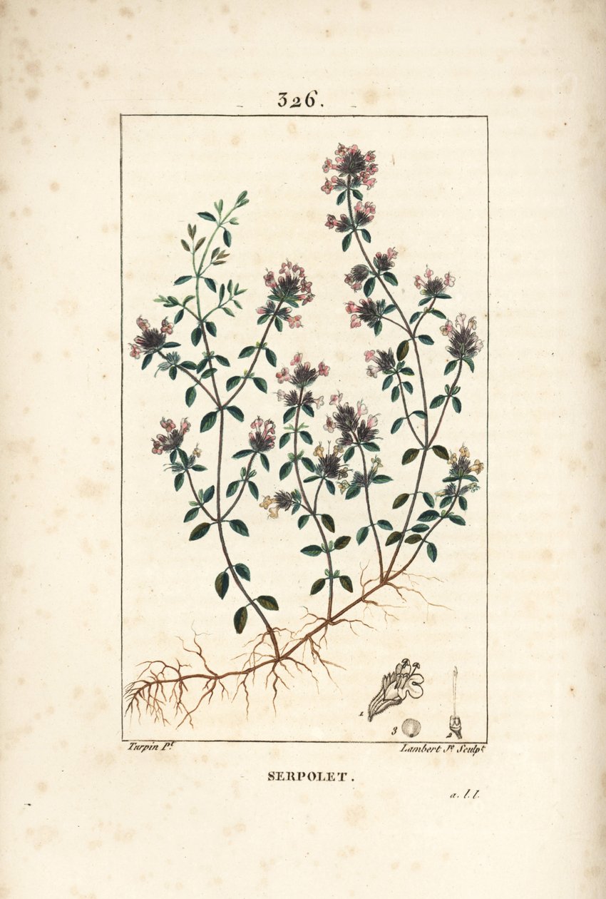 Serpolet or Thyme Serpolet by Pierre Jean Francois Turpin