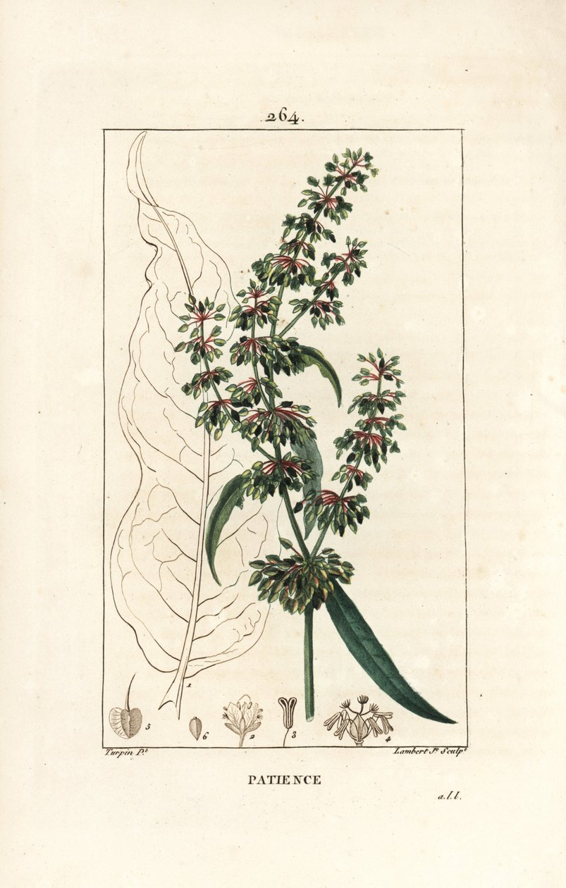 Patience dock, Rumex patientia, with flower, stalk, leaves, seed and leaf outline (Illustration from La Flore Medicale) by Pierre Jean Francois Turpin