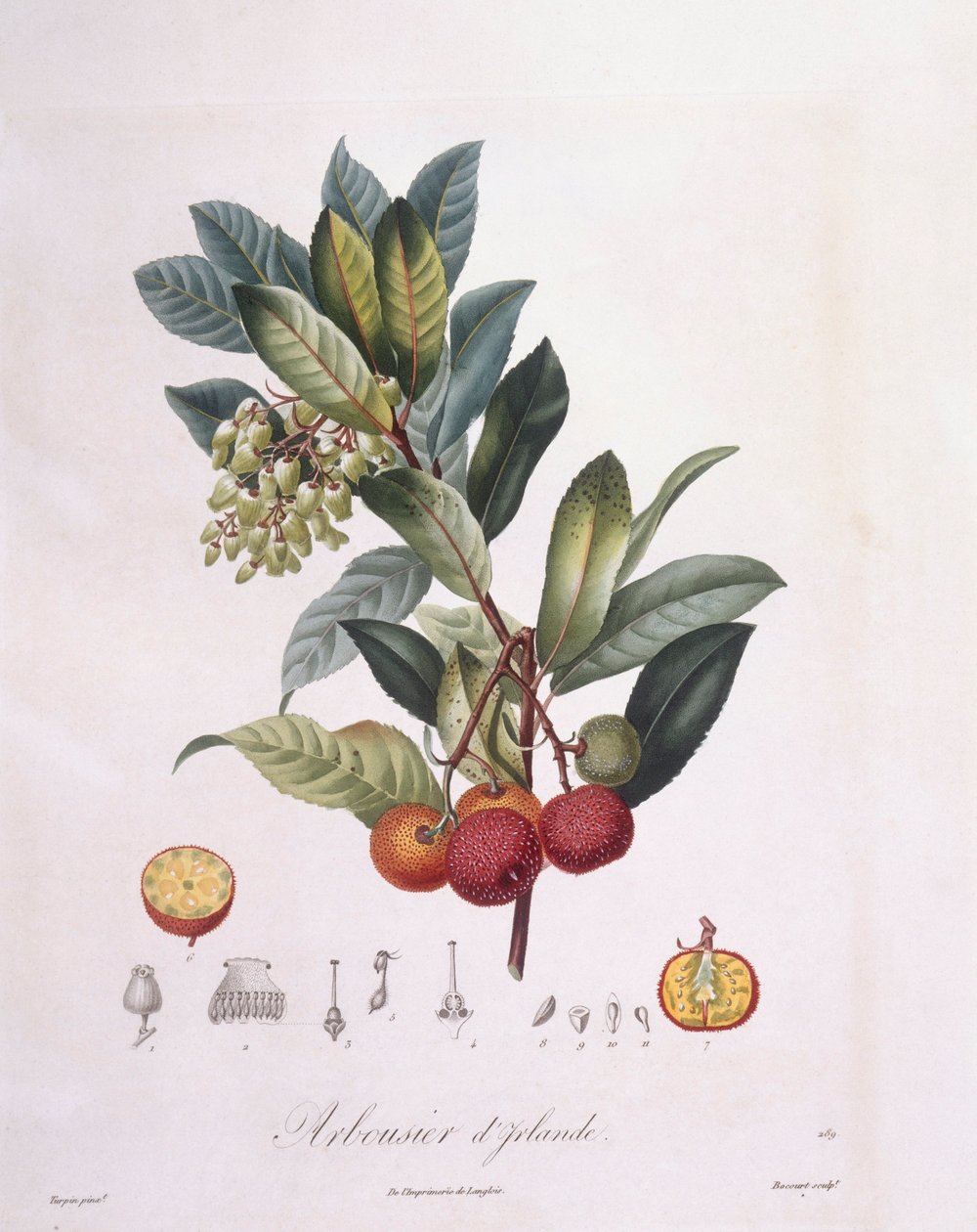Strawberry Tree (Arbutus unedo), botanical plate by Pierre Jean Francois Turpin by Pierre Jean Francois Turpin
